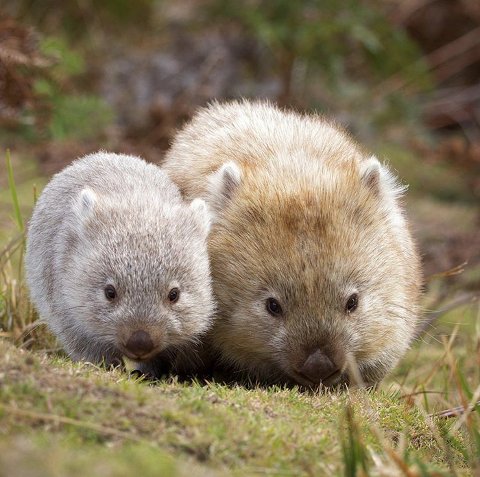 Wombats >_< - The photo, Milota, Wombats, Instagram, Discovery