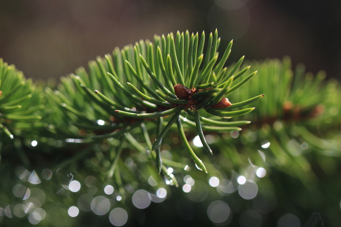 Хвоя после дождя