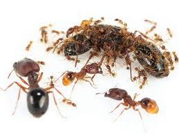 Ants tanks - Ants, Insects, , Interesting, Informative, GIF, Longpost