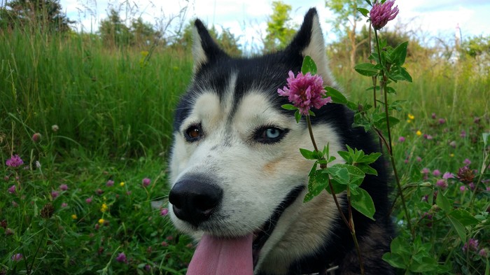 Yes, I'm gorgeous, I'm a Husky. - My, Husky, Siberian Husky, Dog