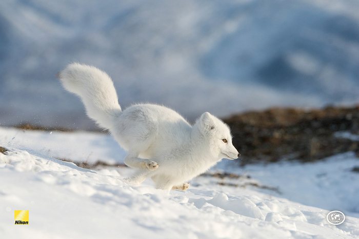 Favorite childhood book - What to read?, Arctic fox, The escape, Yuriy Koval