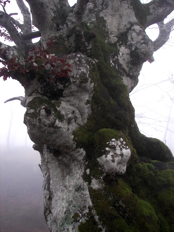 I will leave your life but I will take your soul - My, Friday tag is mine, The photo, Forest, Tree, Longpost