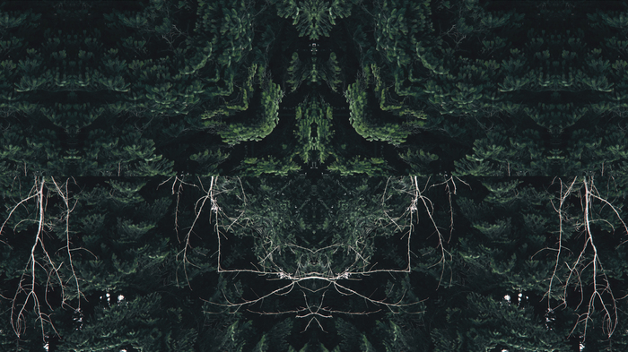 forest abstraction - Video, Color correction, Kaleidoscope, Abstraction, Forest, Adobe After Effects, My, Longpost