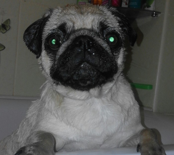 Good girl Nyusha after a shower. - My, Pug, Milota