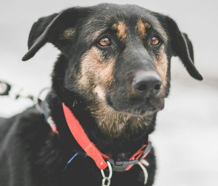 View of the dog from the shelter. - Dog, Dogs and people, Shelter, Animal shelter, The photo, Animals, Sight, Moscow