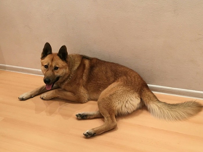 Dog in good hands, Yekaterinburg - No rating, In good hands, Dog, Looking for a home, Longpost, Yekaterinburg