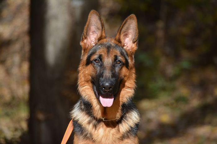 Grows up handsome - My, Kodo, German Shepherd, Dog