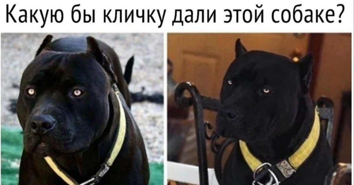 Какую кличку дали
