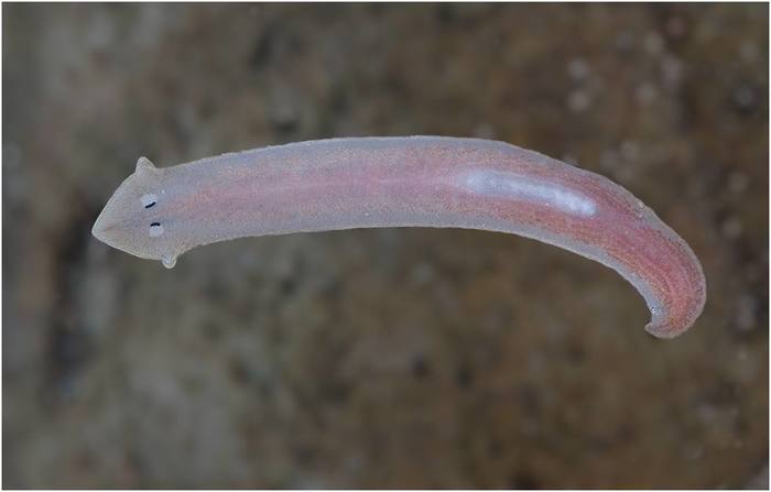 Well done Planaria. Be like a planaria! - Text, Animals, Interesting, Humor, Nature