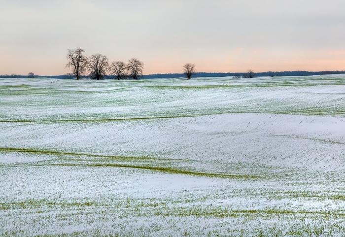 Winter wheat and first snow. - Field, Winter crops, Stavropol region, The photo, Nature, Longpost
