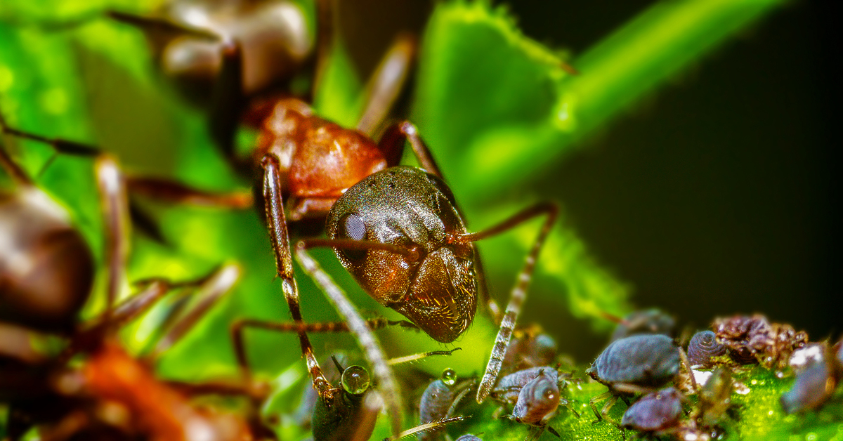 Тля рыжий муравей тип биотических отношений. Муравей и тля симбиоз. Муравьи пасут тлю. Тля Садовая. Медвяная Падь тли.