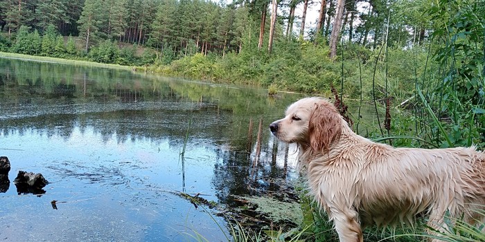 Lada - My, Dog, Pets, Training, Hunting, Swimming, Longpost