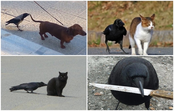 Crow attacks dog and cat - My, Dog, Crow, cat, Video