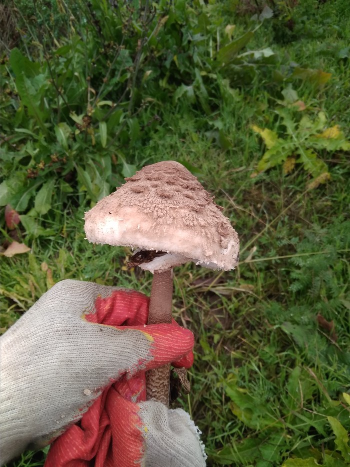 What kind of mushroom? - My, Mushrooms, Forest, Краснодарский Край, Longpost