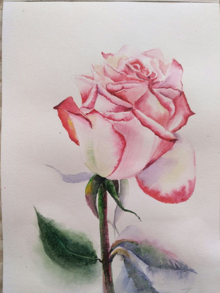 the Rose - Watercolor, Learning to draw, Painting, the Rose, Copy