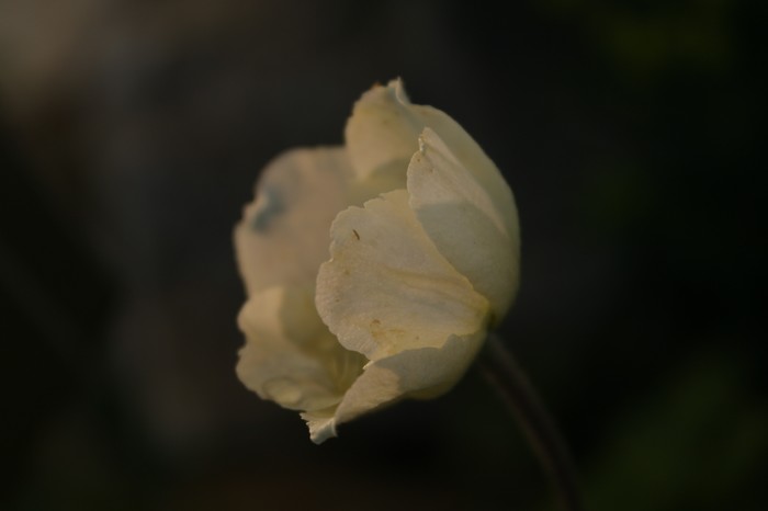 Continue experimenting with light - My, Garden, Garden, Flowers, Light, Editing, Starry sky, Night, Color correction, Longpost