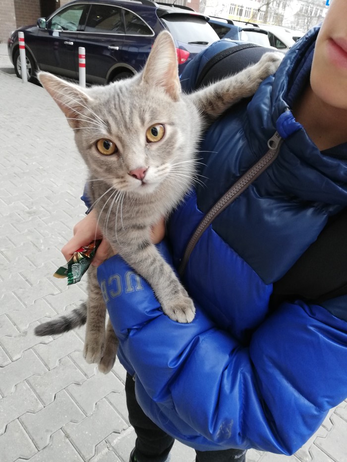 Found a cat! The color is smoky, striped, the eyes are yellow. District Old Khimki, Vatutina street. - My, Found a cat, Longpost, cat, Starye Khimki, Moscow, Moscow region, No rating
