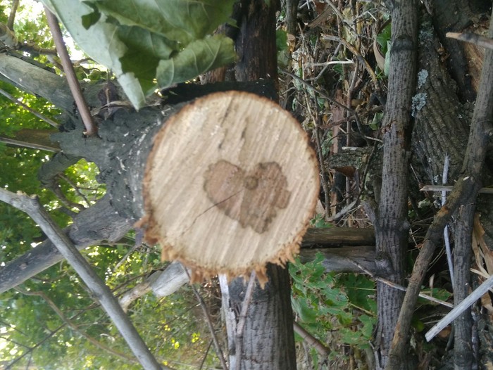 Sign - My, Tree, Heart