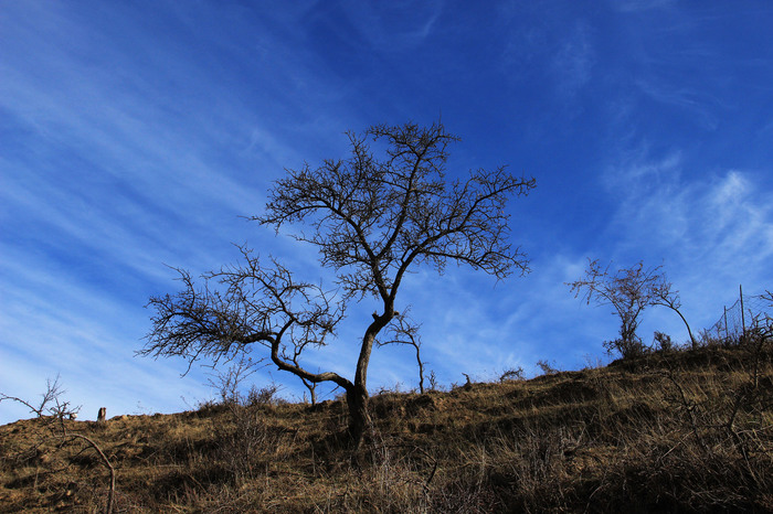 Waiting for Spring - My, Tree, Sky, Clouds