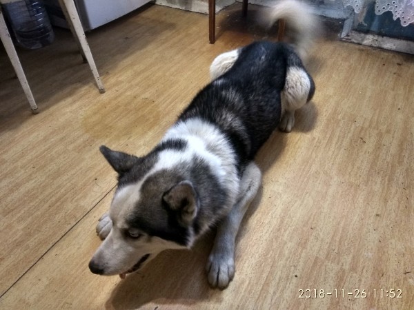 Husky male found! - My, Lost, Volgograd, Husky, No rating, Longpost, Dog, Help, Helping animals