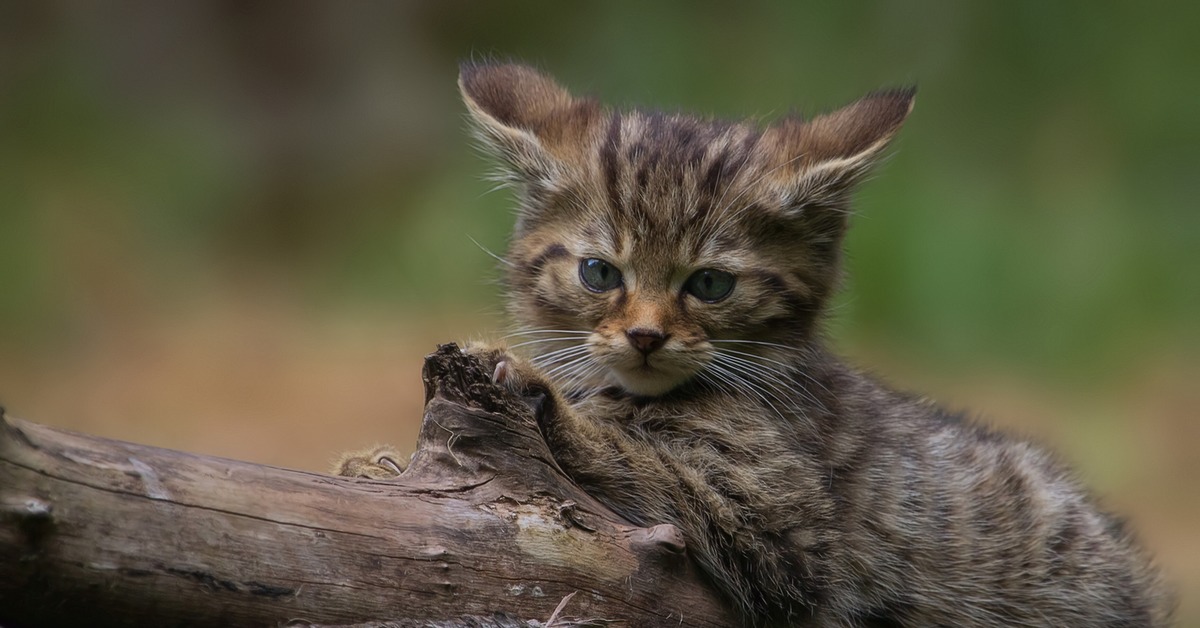 Лесный. Лесной кот котята. Котята дикого лесного кота. Лесной кот детеныш. Кавказская Лесная кошка с котятами.