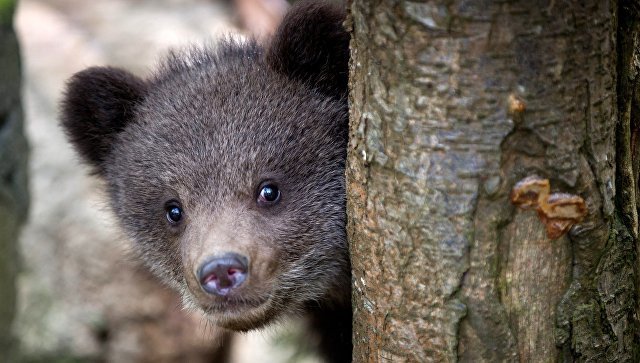 In Kuzbass, the authorities became interested in a man walking with a bear - Society, Russia, Kemerovo region - Kuzbass, Wild animals, The Bears, Animals, Риа Новости, Video