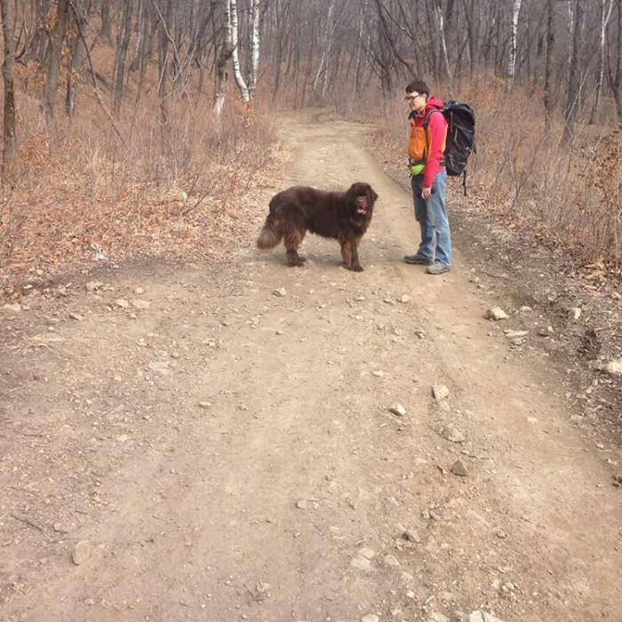 Nyufych - My, Dog, Newfoundland, Mental health, , Longpost