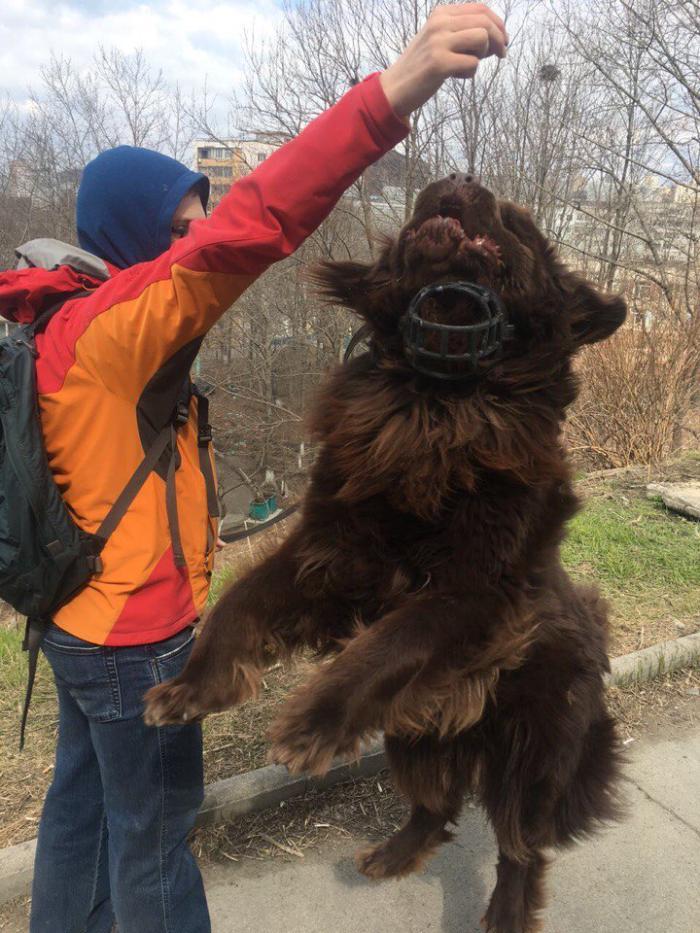 Nyufych - My, Dog, Newfoundland, Mental health, , Longpost