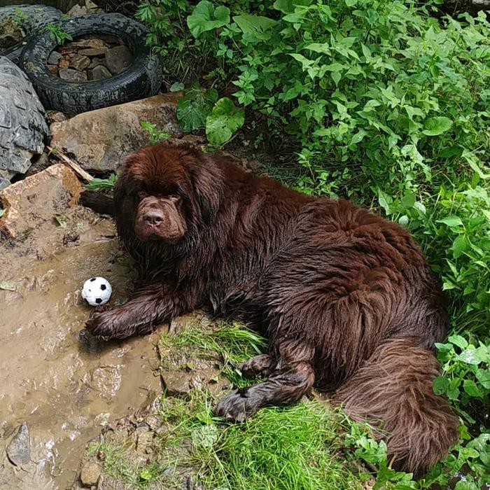 Nyufych - My, Dog, Newfoundland, Mental health, , Longpost