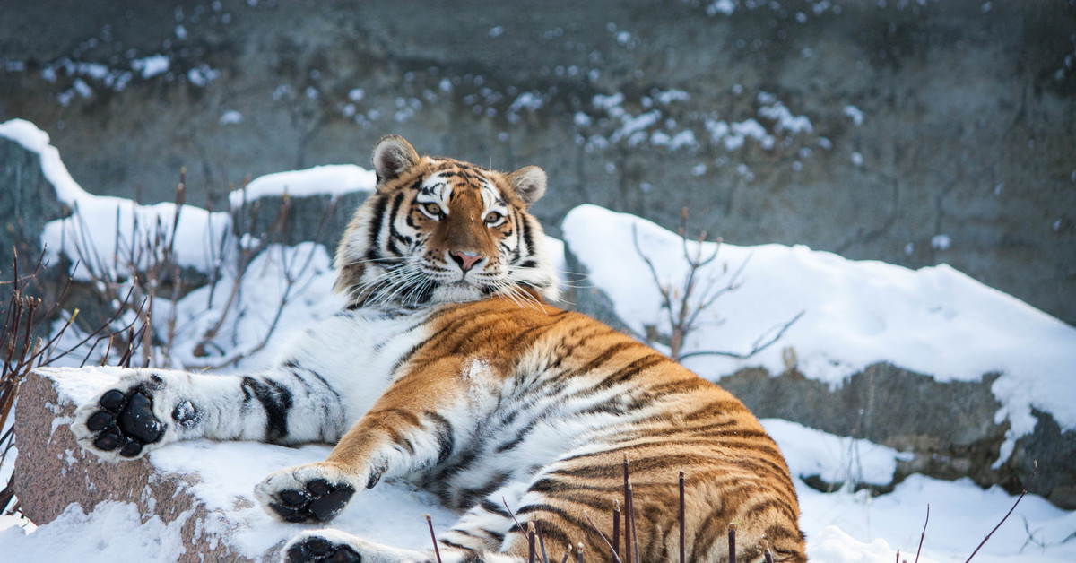 Уссурийский тигр и панда. Амурский тигр. Уссурийский тигр. Тигр зимой. Северный тигр.