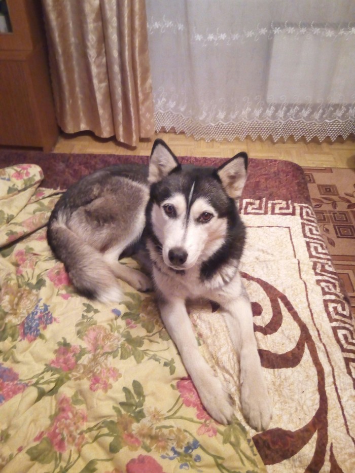 Mine, Alpha Girl. - Siberian Husky, My, Dog, Alpha