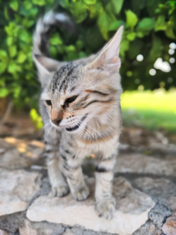 How cats rescued Cyprus - My, The photo, Longpost, Cyprus, Milota, cat