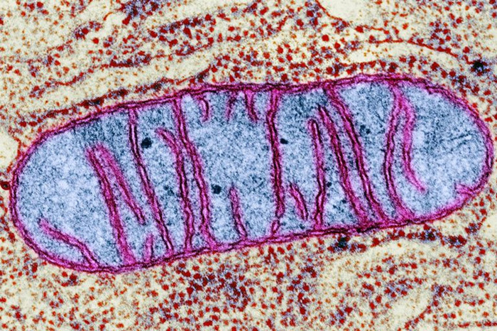 Mitochondrial DNA can be passed down through the paternal line - DNA, Mitochondria, Genetics, Heredity, Copy-paste, Elementy ru, The science, Longpost