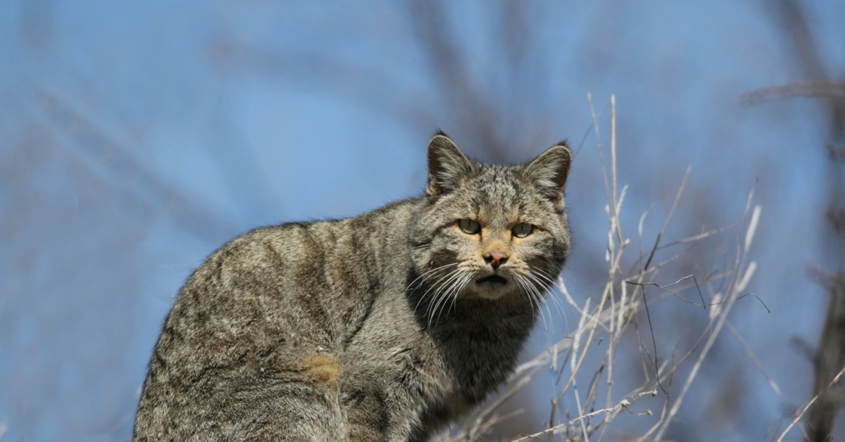 Дикий европейский. Европейский дикий Лесной кот. Лесная кошка (Felis Silvestris). Европейский камышовый кот. Кавказский дикий Лесной кот.