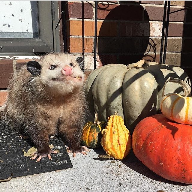 When I exhausted myself with diets before the New Year and finally reached the festive table - Opossum, Animals, Diet, New Year, Longpost