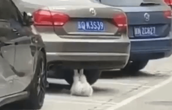 The cat shakes the press. - cat, Exercises, GIF, Car, Youtube, Video