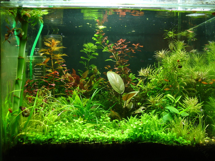 60 liters - Aquarium plants, My, Aquarium fish, Aquarium