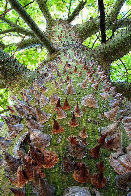 Planet life in a tree. - Planet Earth, The photo, Tree, Longpost