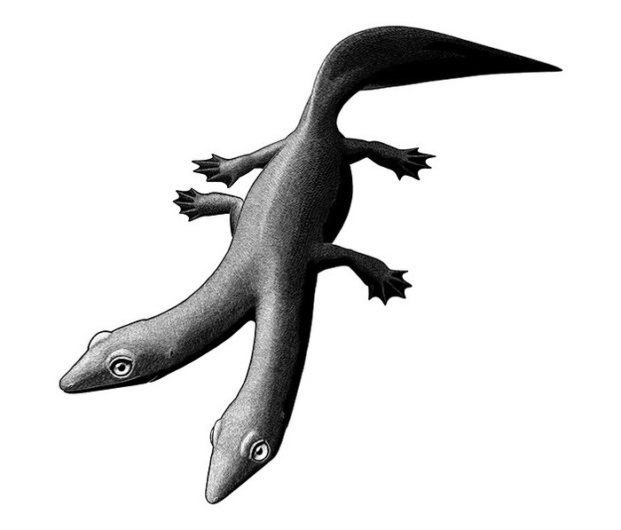 Fossil two-headed lizard - Paleontology, The science, Reptiles, Siamese twins, Copy-paste, Elementy ru, Lizard, Longpost