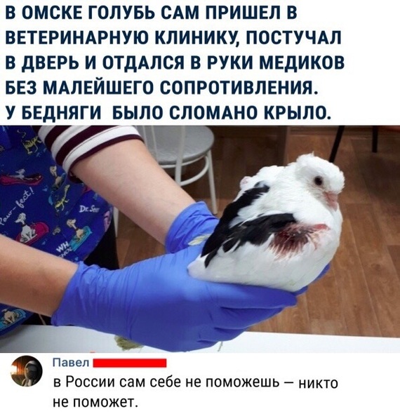 Omsk pigeon - Pigeon, Omsk, Help