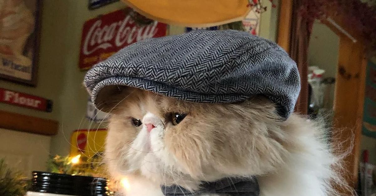 Кошка в кепке