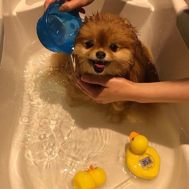 Evening bath for a good boy - Good boy, Dog, Milota, Bathroom, The photo