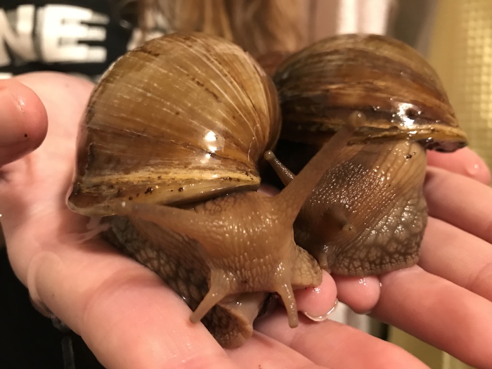 Pets - Pet, Snail, Achatina, Pets