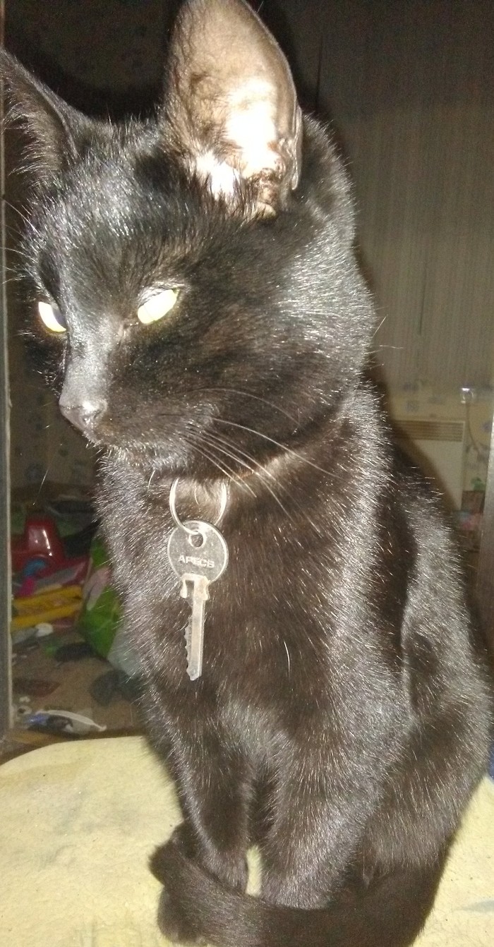 The cat with his key, crazy, but affectionate and tame, mastered the laptop, in the end it does not turn on - My, Catomafia, Keys, cat