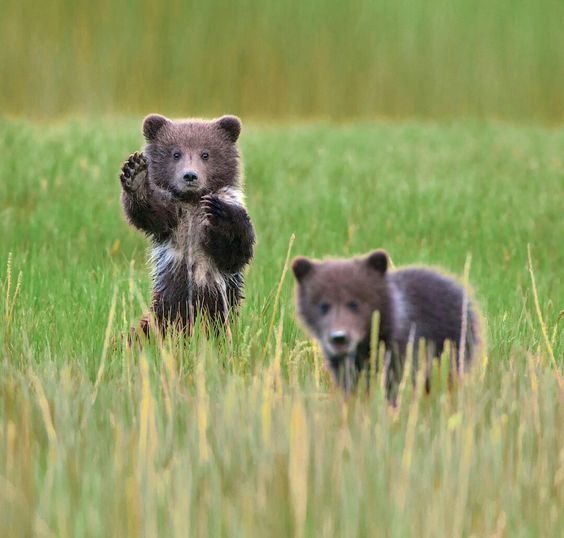 Hi man! - The photo, The Bears, Young, Animals