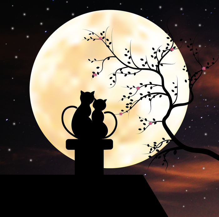 Night meeting - My, Night, cat, , moon, Tree