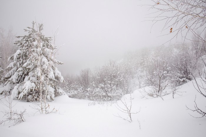 White silence - My, Winter, Snow, Fog, Silence