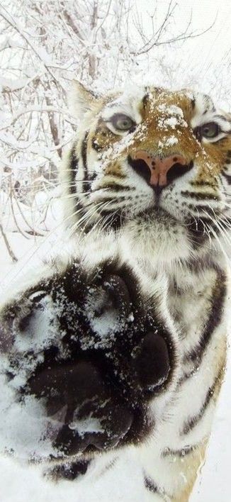 Enough - The photo, Tiger, cat, Snow, Enough