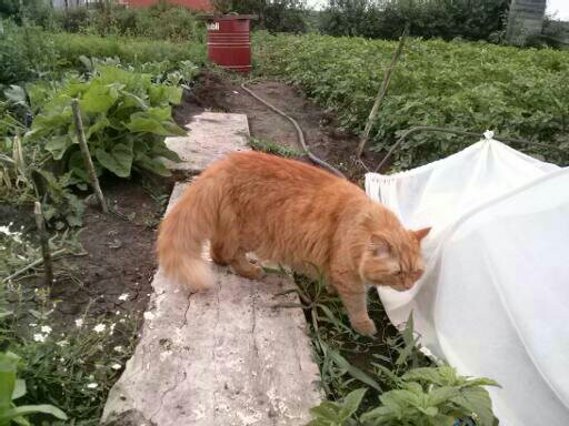 For pet day. - My, Redheads, Fluffy, Siberian cat, Longpost