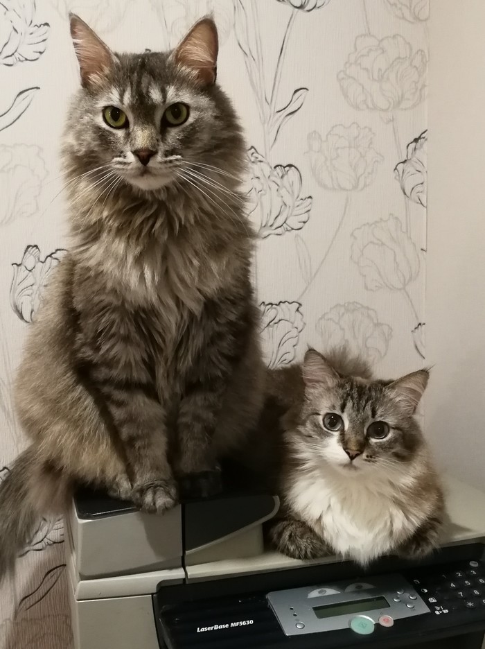 On a general wave, here are my cats. - My, Pets, , cat